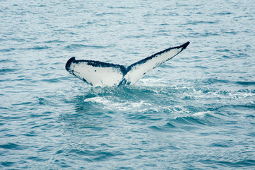 Humpback Whale Tail Fluke,  Megaptera Novaeangliae, Southeast Alaska