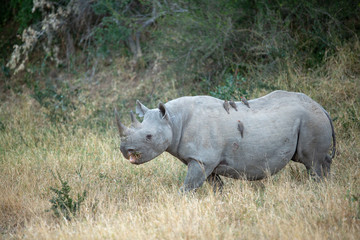 Black rhino standing with calf