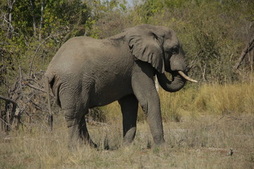 An African elephant bull turning towards camera while grazing in a forest clearing