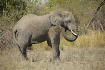 A large African Elephant bull taking a dust bath on a forest clearing