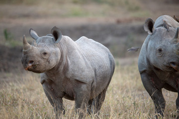 Black rhino standing to attention with calf