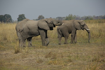 Two African Elephant on an Okavango river floodplain