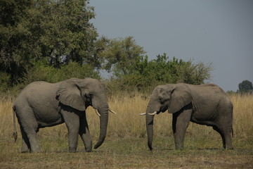 Two African elephant bulls on a grass plain in southern Africa