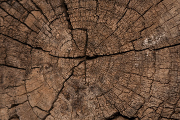 Árbol Solitario
