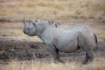 Obraz premium Black rhino standing to attention