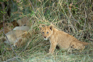 Lion cub looking straight at the camera sitting in long grass