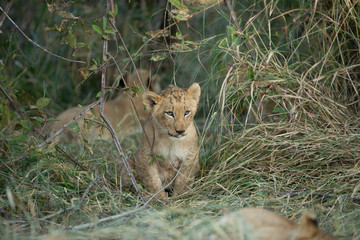 Lion cub looking into the distance sitting in long grass