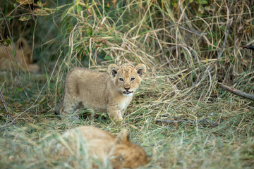 Lion cub looking straight at the camera sitting in long grass