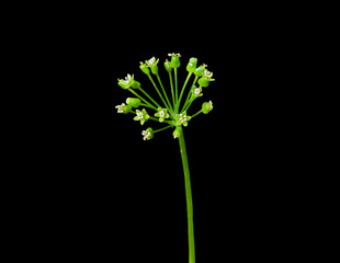 Flowers of Ginseng (Panax ginseng) 5