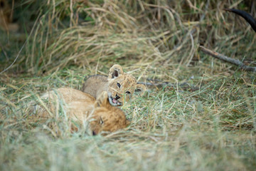 Lion cub chewing on a little piece of cartilage 