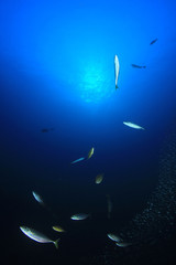 Obraz na płótnie Canvas Sardines and mackerel fish 