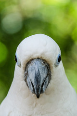 Portrait of an white cockatoo in front of green blurry background