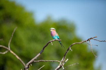 Lilac Breasted Roller perched on a dead stump