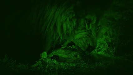 Nightvision Lion Eating Dead Animal