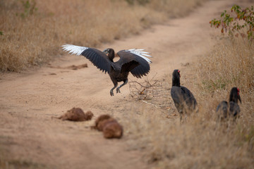 Southern Ground Hornbill coming in to land