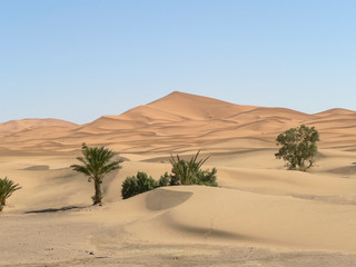 palm trees in the desert