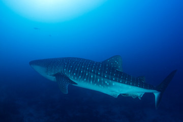 Whale Shark 