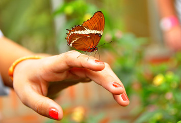 Mariposa sobre la mano de una chica joven