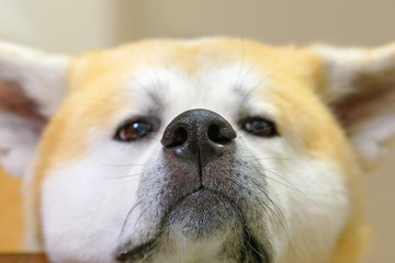 Beautiful Akita with his head on the table