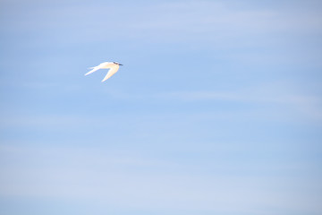 uccello di mare