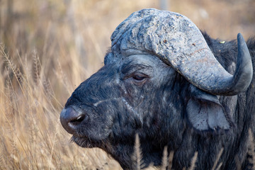 Buffalo bull in winter © Darrel