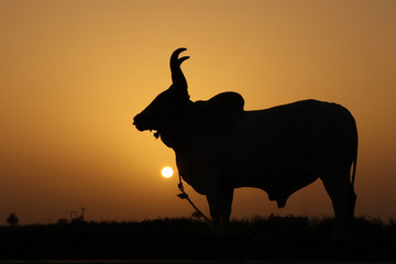 sunset and animal