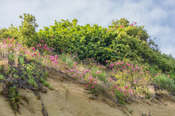 Fototapeta na wymiar Flower landscape in the cliffs of England.