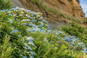 Flower landscape in the cliffs of England.