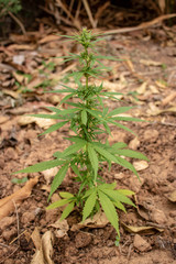 Marijuana