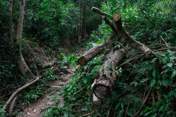 walking path in the forest.