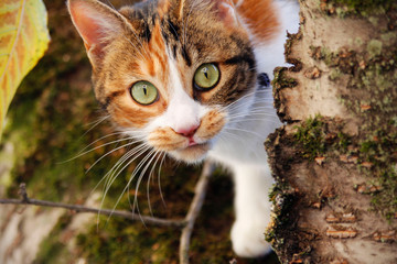 Chat dans un arbre