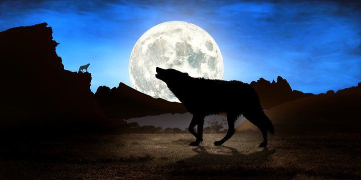 The wolf howls on the moon