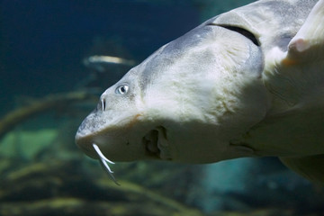 A big Short nose sturgeon