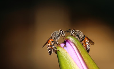 Bee in flower garden