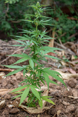 Marijuana