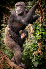 Chimpanzee Mother and Child