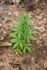 Marijuana