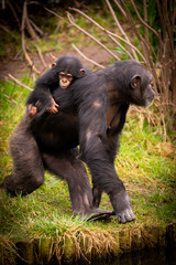 Chimpanzee Mother and Child