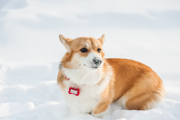 Corgi dog posing in snowy winter nature