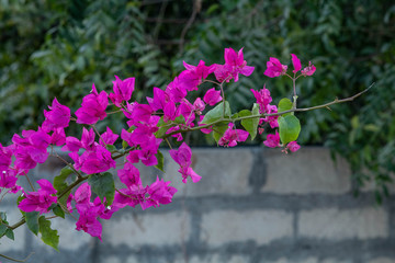 magenta color flowers