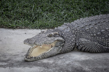Close up a crocodile is open its mouth and resting on land at farm, scary tone.
