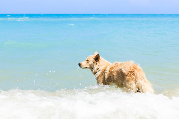 dog at the beach - 241703681
