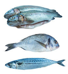 Fish rainbow trout, dorado, mackerel, isolated on a white background. Set of marine fish. Marine fish over white background. Fishes with copy space for text.