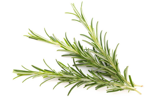 Rosemary spice on the white background.