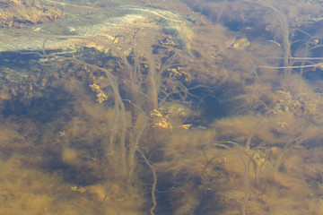 Brown seaweed under the shallow water. Natural background. Close up image.