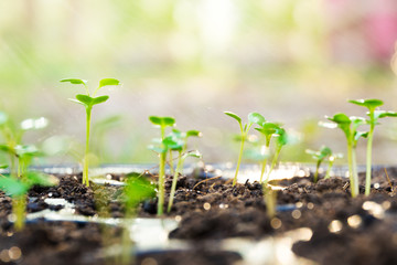 Vegetable garden for healthy, Chinese kale in Seedling tray after watering.