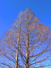冬空とメタセコイア