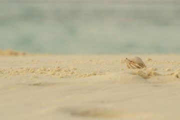 Maldives Landscape