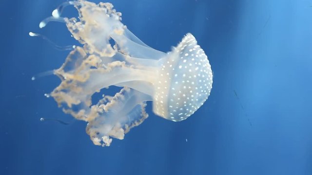 jellyfish swimming in the water