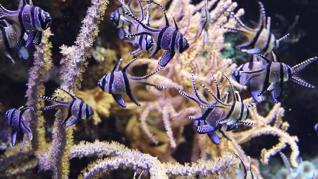 group of cardinal fish of Banggai in aquarium